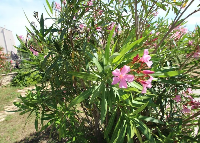 Four Bedroom House Amaya Villa Medulin